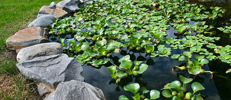 Lakes